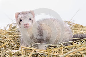 Small rodent ferret