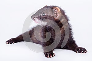 Small rodent ferret