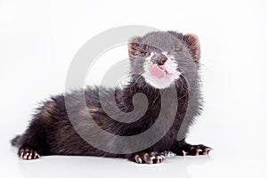 Small rodent ferret