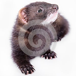 Small rodent ferret