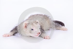 Small rodent ferret