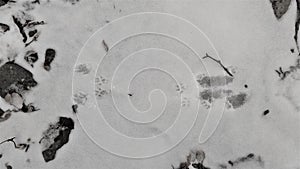 American marten tracks in snow