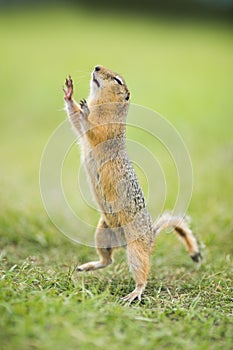 Small rodent from the wild takes a step, resting his hands in the air. The eyes are narrowed. Fluffy cute animal