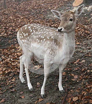 Small roe deer