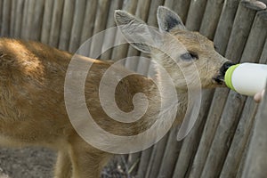 A small roe deer drinks milk from a bottle with a nipple. A baby animal drinks milk from a bottle. Feeding a little deer. Wild