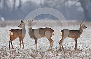Small roe deer herd in winter