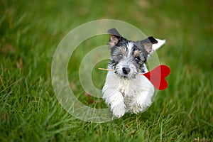 Small Romantic Valentine Dog . Cute Jack Russell Terrier doggy carrying a red heart over a grenn meadow and is looking up