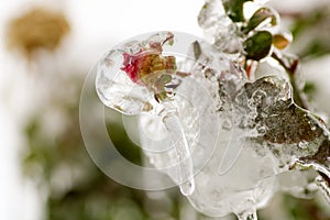 Small rose bud covered with rain frozen for gelicidio