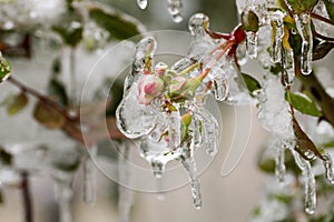 Small rose buds frozen on the tree for gelicidio in winter