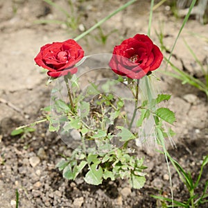 The small rose bush with two red flowers growing in dry land