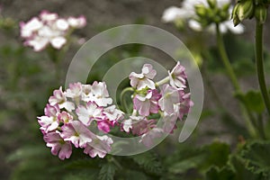 Small rose & white garden flowers