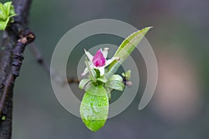Small rosebud and young green leaves of Pseudocydonia sinensis on a blurry background, selective focus. Early spring