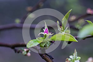 Small rosebud and young green leaves of Pseudocydonia sinensis on a blurry background, selective focus. Early spring
