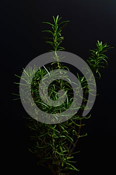 Small rosemary plant on a black background