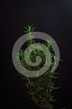 Small rosemary plant on a black background