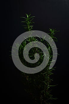 Small rosemary plant on a black background