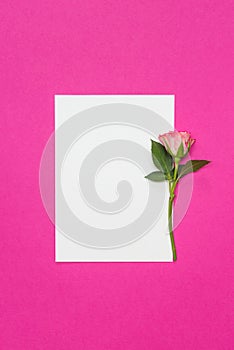 Small roses and blank white card on pink background