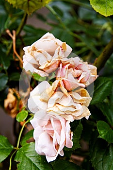 Small roses finishing blooming in the garden