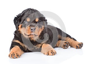 Small rottweiler puppy looking at camera. Isolated on white