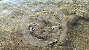 A small round crab burrows into the sand at the sight of danger, so that it would not be eaten