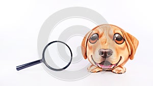 A small round dog puppy is next to magnifying glass on white background. Vet check. Curious puppy. Interest, Study, Curiosity