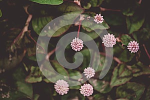 Small round flowers in the shape of a pink ball, seven pieces surrounded by green foliage