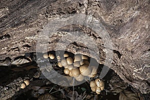 Small round fungus on log