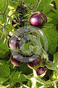 Small round purple tomatoes growing in the garden