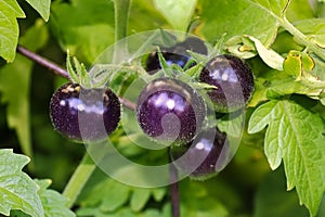 Small round purple tomatoes growing in the garden