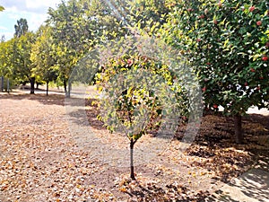 Small rowan tree in autumn garden
