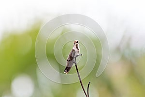 Small, Ruby Topaz hummingbird perching on a twig with soft green bokeh background