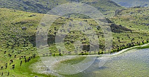 Small ruminants in the highlands