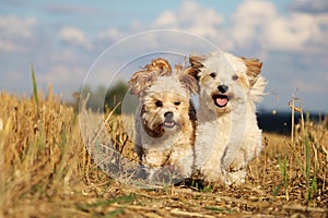 Small running dogs in a stubble field