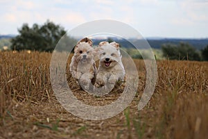 Small running dogs in a stubble field