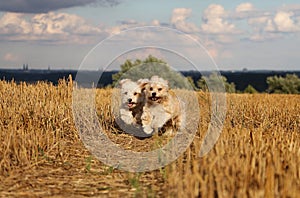 Small running dogs in a stubble field