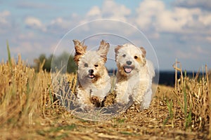 Small running dogs in a stubble field