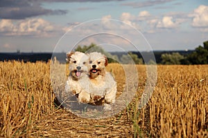 Small running dogs in a stubble field