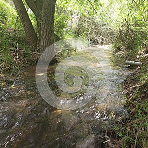 Small running river surrounded by trees grass and shrubbery