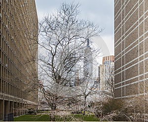 A small rural environmental green space between buildings in lower Manhattan