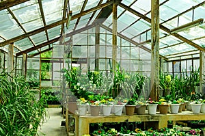 Small rural hot house green house growing flowers in shimla indi