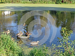 Small rural lake with floating ducks.