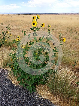 Small rural roadside sunflowers