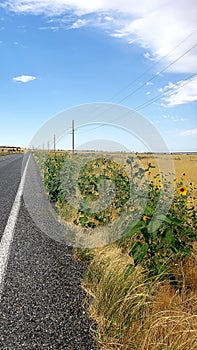 Small rural roadside sunflowers