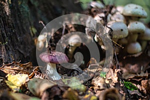 Small Russulaceae mushroom growing in the grass in the forest