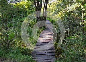 Small rustic wooden bridge