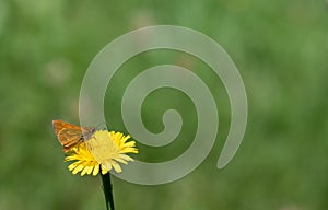 A small rusty skipper butterfly perches on a yellow flower outdoors. The background is green and there is