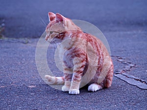 Small rusty white kitten sitting on asphalt looking in front of him, old asphalt with a crack, cubs of pets, spotted fur