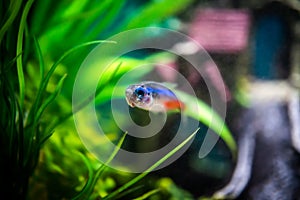 Small sad fish in aquarium Neon Tetra Paracheirodon Innesi Innesa