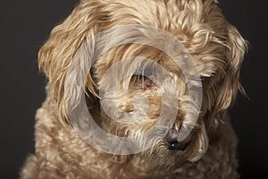 Small sad golden dog.