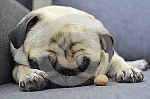 Small sad puppy pug sleeping on sofa with dogs biscuit